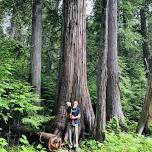 DeVoto Grove of Ancient Cedars – Lochsa Lodge, Idaho