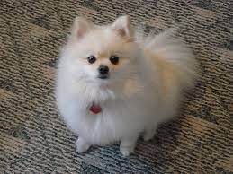 Maybe you would like to learn more about one of these? Cream Colored Pomeranian Puppy Novocom Top