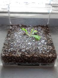 The quality of your indoors venus flytrap will depend on the quality of your soil mix. Growing A Venus Fly Trap Indoors In A Dry Environment 6 Steps With Pictures Instructables