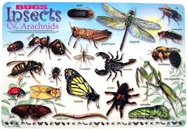 Bugs And Insects Placemat