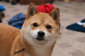 Shiba token is erc20 only token built on ethereum network with worth below penny and expected to outpace doge. Ceiewzsgvltggm