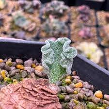 Image result for Eriospermum roseum