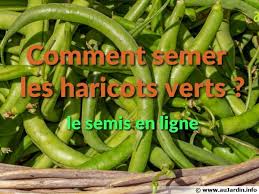 Placer Les Haricots Au Congelateur Avant Le Semis Par Claudine