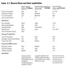 This Image Is A Table Showing The Different Specifications Of Each Fibre Type Muscular System Type I Muscle