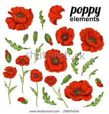 Poppy Flower Red Poppies Isolated On White Background Poppy Flower Art Poppy Flower Red Poppies