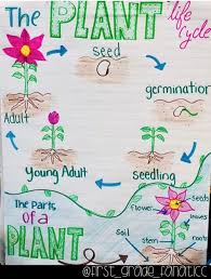 Life Cycle Of A Plant Anchor Chart