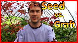 Grow From Seed Vs Grafting Japanese Maple Trees Youtube Japanese Maple Tree Japanese Maple Grafting