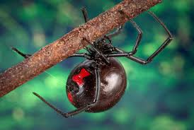When they do bite, they're typically harmless. Spider Bites Venomous Spider Bites Dermatology Advisor