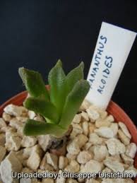 Image result for Nananthus