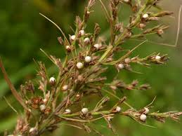 Image result for Scleria racemosa