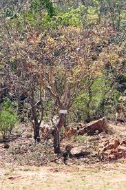 Image result for Ochna pulchra