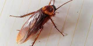Here Are 10 Ways To Keep Cockroaches Out Of Your Home Cockroaches Insect Spray Fleas