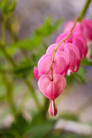 Heart Flowers Art Print By Teri Virbickis Flower Heart Flower Photos Bleeding Heart Flower
