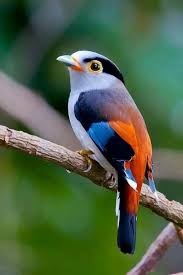 Pin By Sahziye Kuzu On Birds Fowl Colorful Birds Animals Nature Birds