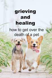 We do anything to avoid sadness. How To Grieve The Death Of A Pet And Find Peace After Your Loss Pethelpful