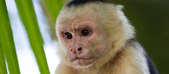 Check spelling or type a new query. The Mischievous Capuchin Monkey Critter Science