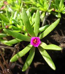 Image result for Portulaca kermesina