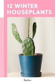 The prickly pear is opuntia: 12 Winter Houseplants That Can Survive And Thrive Through The Coldest Months Houseplants Winter Plants Survival Gardening