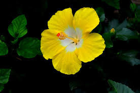 See more ideas about yellow hibiscus, hibiscus, metaphysical store. Hibiscus Bonaire Wind Yellow White Desert Horizon Nursery