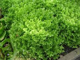 Maybe you would like to learn more about one of these? How To Grow Endive Growing Endive Garden Endive Endive Plants