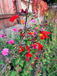 Image result for Salvia coccinea