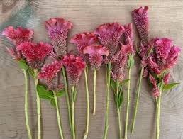 Image result for Celosia