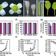 We did not find results for: Organ Size In 35s Agg3 Transgenic Arabidopsis Thaliana Plants A Download Scientific Diagram