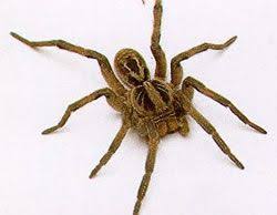 Ao contrário dos seres humanos, a aranha de jardim fêmea é muito maior do que a aranha macho, chegando a medir quatro vezes o tamanho do macho. Aranhas De Jardim Pesquisa Google Insetos Aranha De Jardim Armadeira