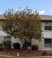 Image result for Geigeria engleriana