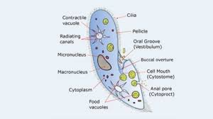 Check spelling or type a new query. Paramecium Cell Definition Characteristics Classification Movement Diagram