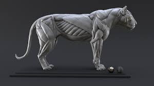 1 big cat anatomy sculpture. Lion Study N 1 Muscles By Nicolas Morel Creatures 3d Cgsociety Dog Anatomy Feline Anatomy Big Cat Tattoo