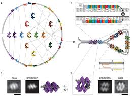 Tab template magdalene project org. Self Assembly Of Genetically Encoded Dna Protein Hybrid Nanoscale Shapes Science