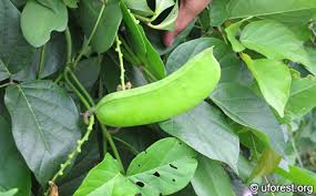 Image result for Canavalia cathartica