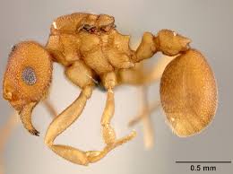 Image result for Anthonotha