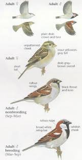 house sparrow identification and information bird drawings