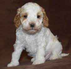 Our cockapoo puppies have become cherished family pets for families. Cockapoo Puppies For Sale Cockapoo Of Excellence