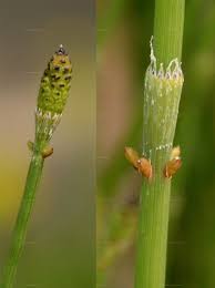 Image result for Equisetum ramosissimum