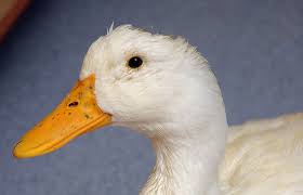 Check spelling or type a new query. Pekin Duck Helped Best Friends Animal Society