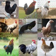 At murray mcmurray hatchery, we provide the highest quality poultry and auxiliary products to our customers, and have been a trusted, knowledgeable industry resource for over 100 years. Murray Mcmurray Hatchery Rarest Of Rare Assortment