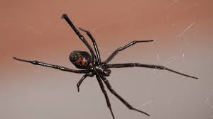 Two species are common to the united states The Two Most Dangerous Spiders In Florida Dengarden
