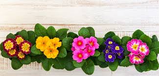 Primula /ˈprɪmjʊlə/ is a genus of mainly herbaceous flowering plants in the family primulaceae. Primel Pflanzen Pflegen Vermehren