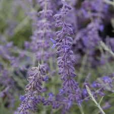 Image result for Perovskia atriplicifolia 'blue spire'