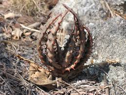 Image result for Aloe excelsa