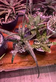 Image result for Aloe suffulta