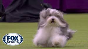 A dog performs tricks at the 2020 westminster kennel club dog show on february 11, 2020. Daniel The Golden Retriever Wins Sporting Group At 2020 Westminster Dog Show Fox Sports Youtube