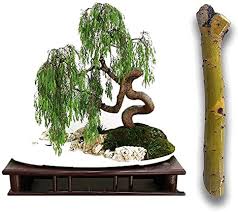 Check spelling or type a new query. Amazon Com 2 Australian Willow Bonsai Trees Fresh Cutting Extensive Thick Trunks Fast Growing Light Bonsai Indoor Money Plant Antique Piece For Your Home And Office Twigz Nursery Garden Outdoor