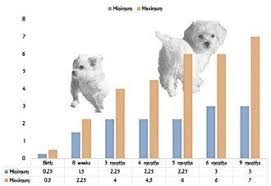 Table of contents golden retriever female puppy growth chart (lb & kg) the verdict: Maltese Puppy Growth Chart