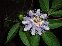 Passiflora Incarnata Plant World Seed Supply