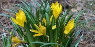 Il narciso è un fiore dalla potente fiori gialli piccoli in nome dei fiori: Sternbergia Lutea La Piccola Bulbosa Fiorita In Autunno Cose Di Casa