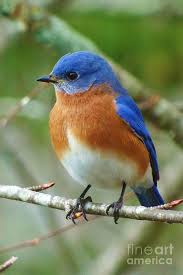 Image result for bluebird